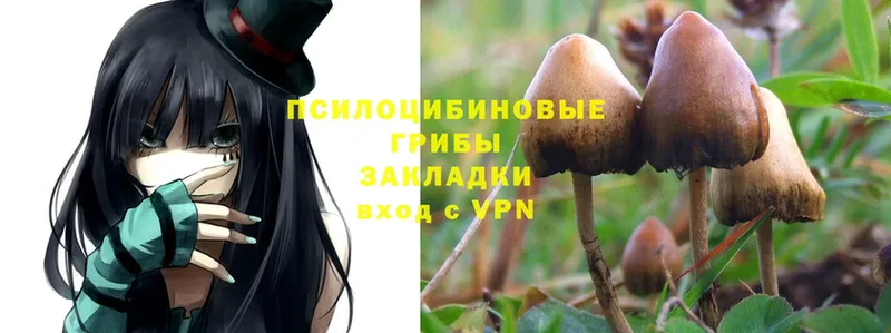 хочу наркоту  Белёв  Галлюциногенные грибы MAGIC MUSHROOMS 